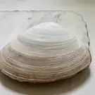 Bluebird Clamshell Jewelry and Trinket Dish