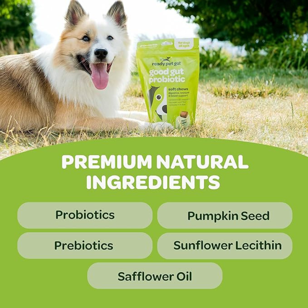 Ready Pet Go!'s Gut Health Probiotic Chews for Dogs - Digestive Support