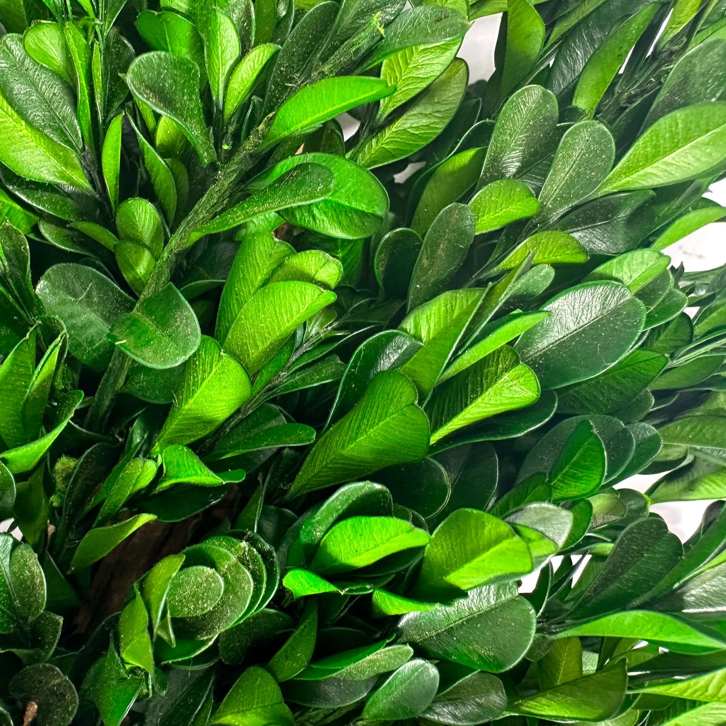Galt Naturally Preserved Green Boxwood Wreath 21" + Hanging Loop
