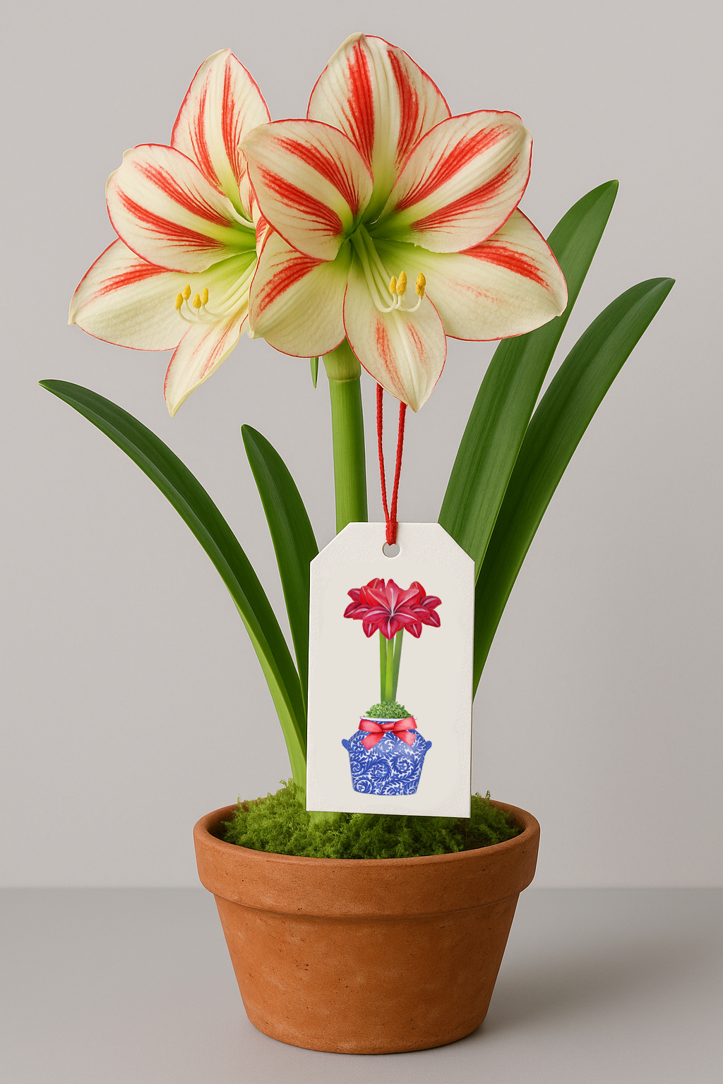 Design Carolinas Chinoiserie Blue & Red Amaryllis Flower Gift Tags