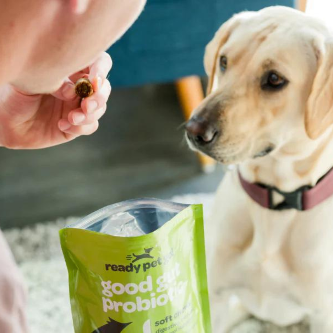 Ready Pet Go!'s Gut Health Probiotic Chews for Dogs - Digestive Support