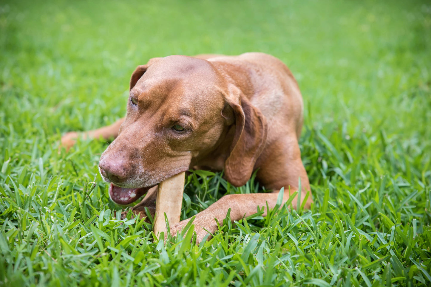 KATHMANDUS - Yak Cheese Dog Chew (S, M, L, and XL)