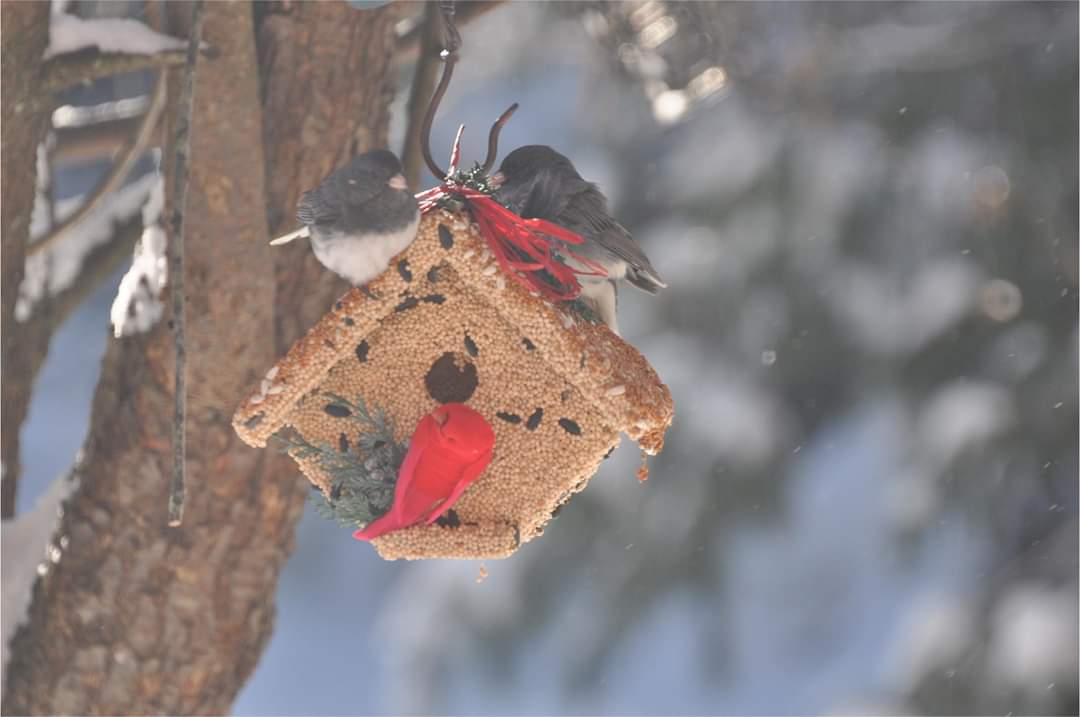 Mr. Bird Wren Casita