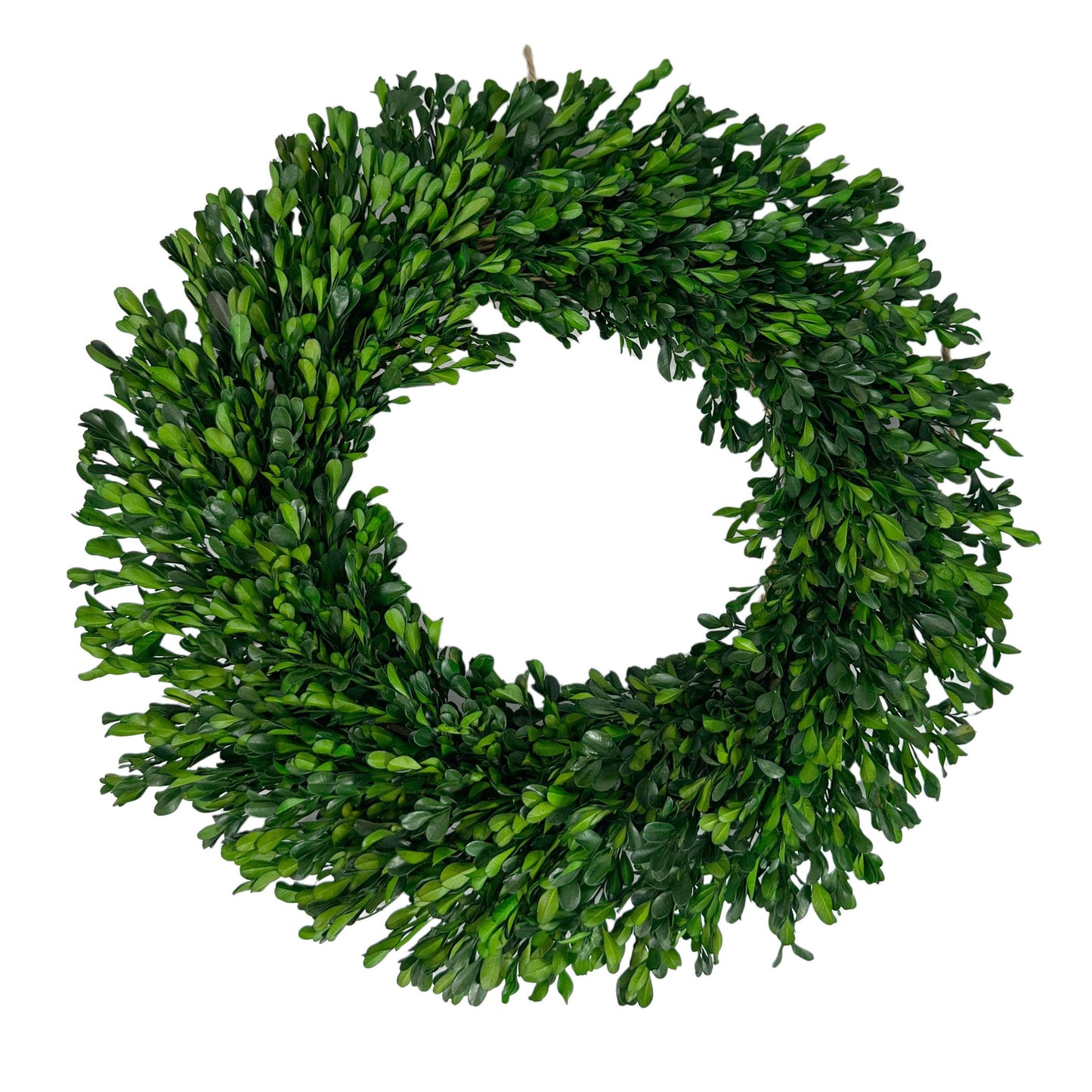 Galt Naturally Preserved Green Boxwood Wreath 21" + Hanging Loop