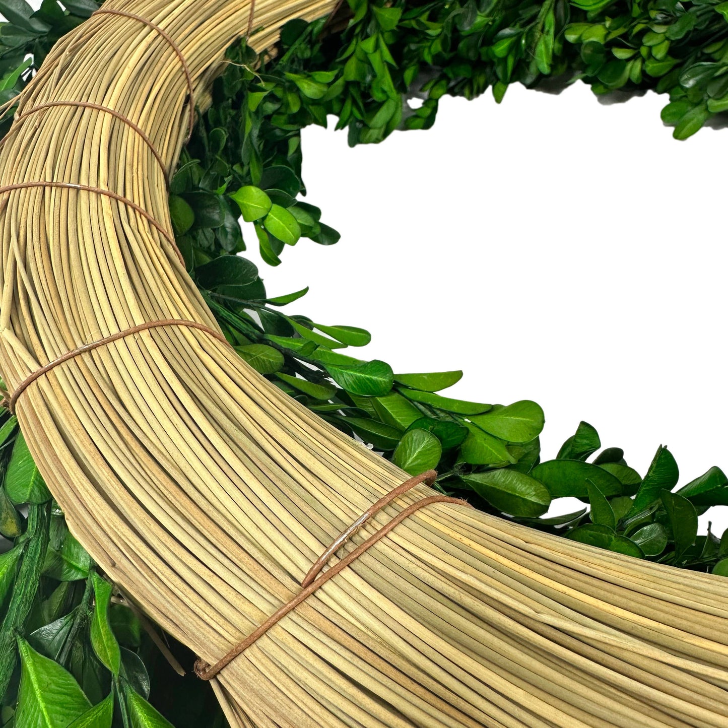 Galt Naturally Preserved Green Boxwood Wreath 21" + Hanging Loop