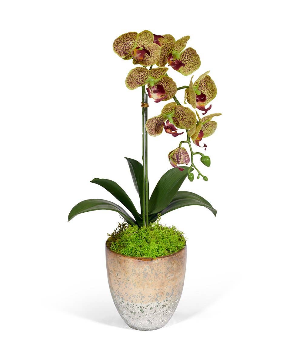T&C Single Orchid in Champagne Gold Glass - GR