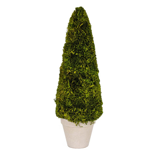 The Royal Standard Boxwood Tree