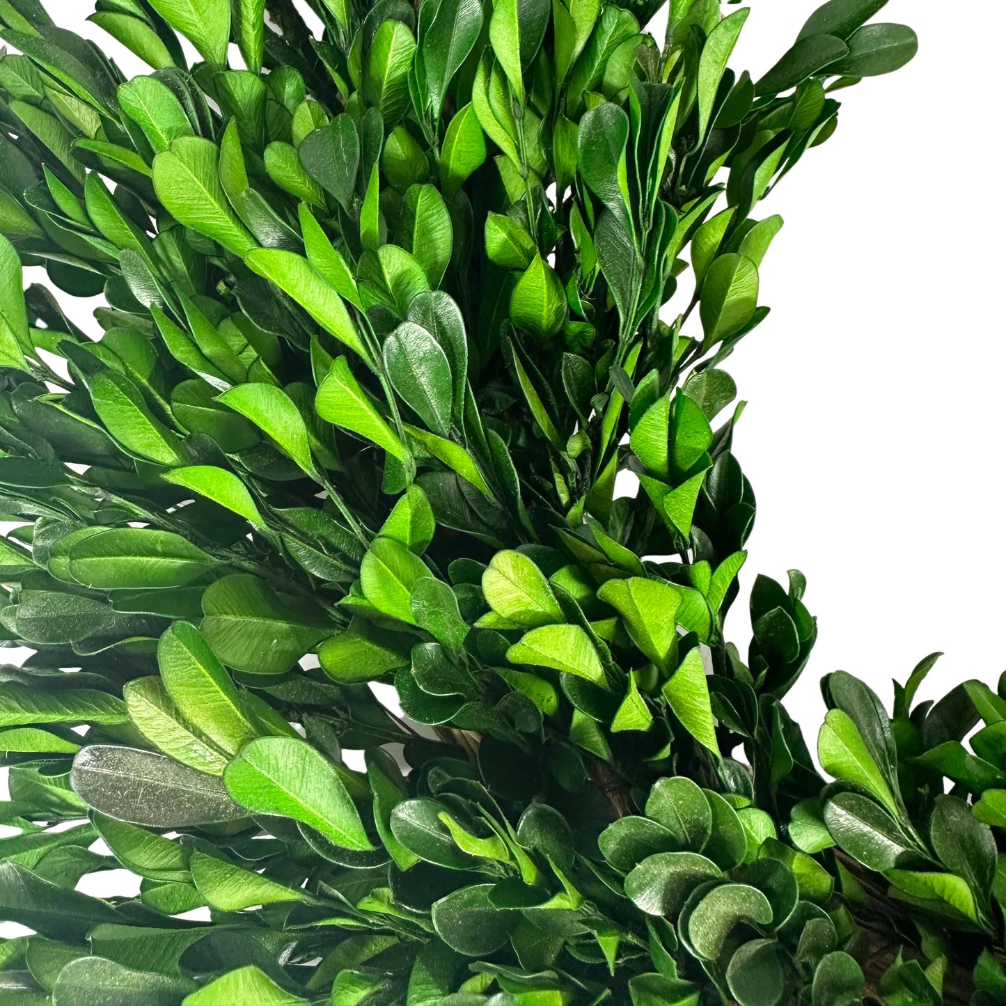 Galt Naturally Preserved Green Boxwood Wreath 21" + Hanging Loop