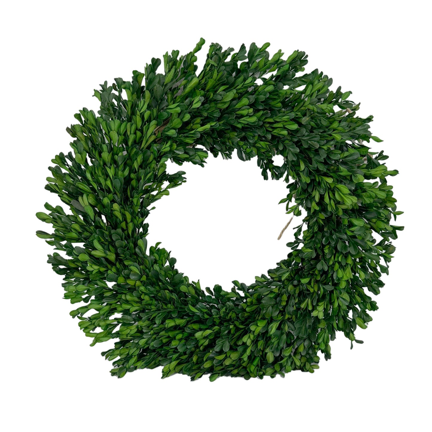 Galt Naturally Preserved Green Boxwood Wreath 21" + Hanging Loop